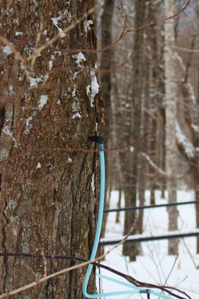 Maple Tap