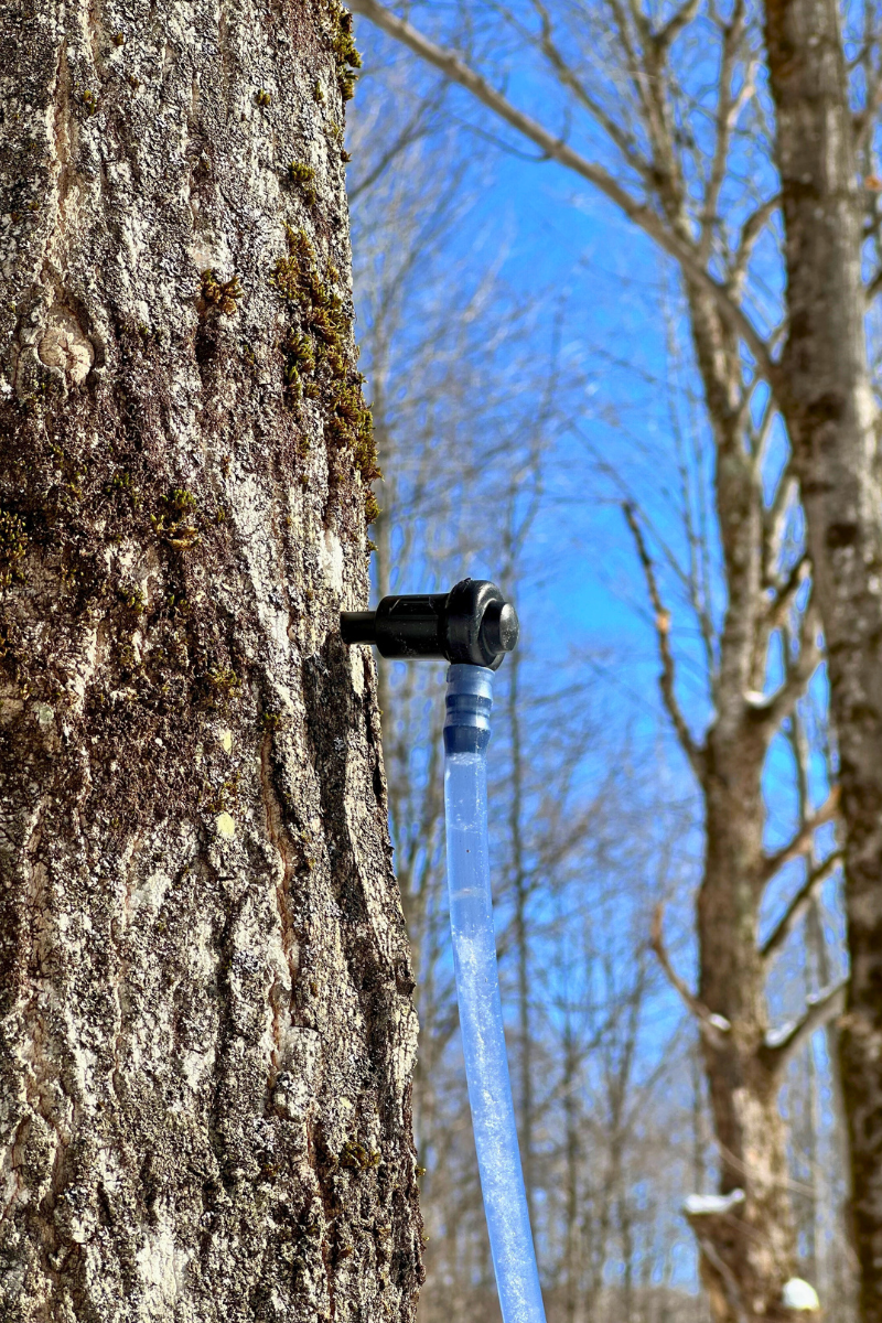 2024 Sugaring Tap
