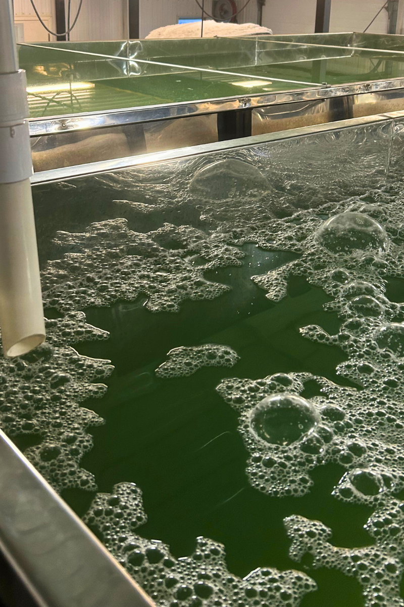 Full Tank of Sap