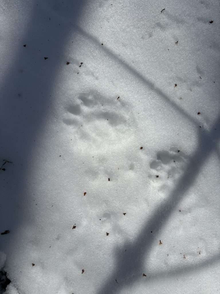 Paw Prints 2025